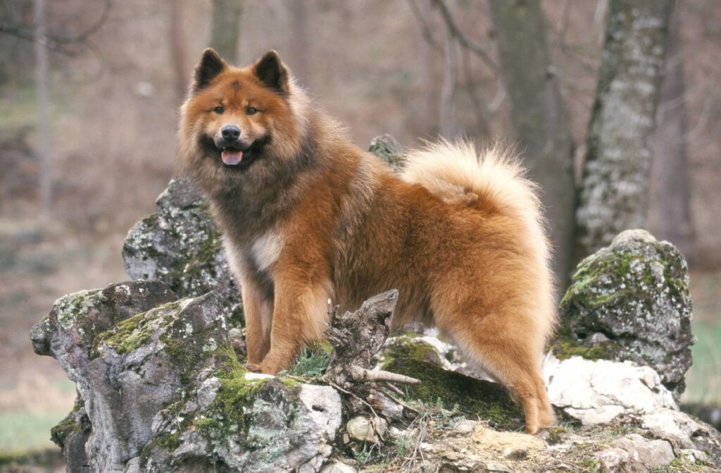 Eurasier