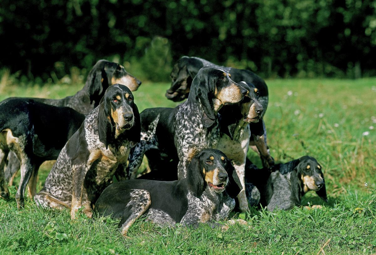 Grand bleu de Gascogne groep honden