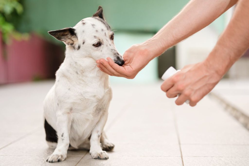 Hond artritis medicijnen