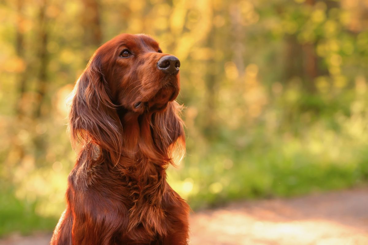 Ierse Setter