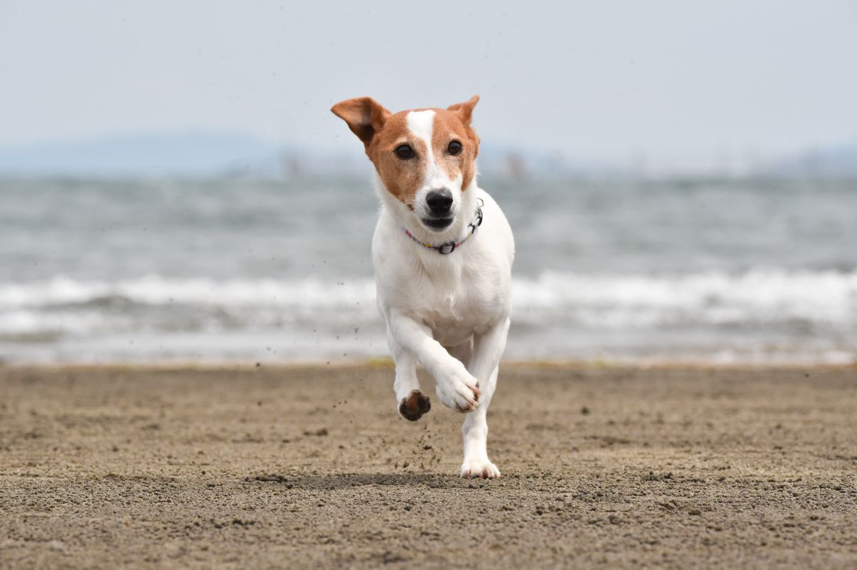 Japanse Terrier rennend