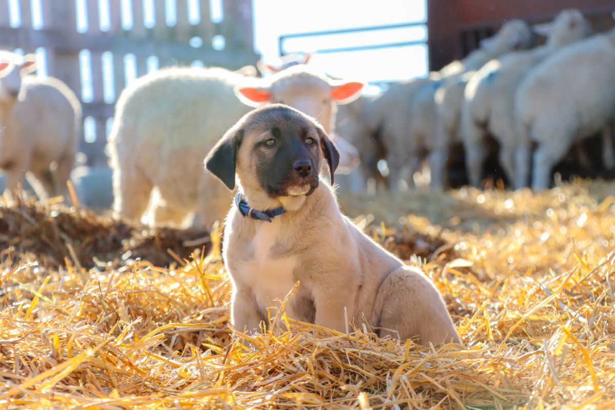 Kangal puppy buiten