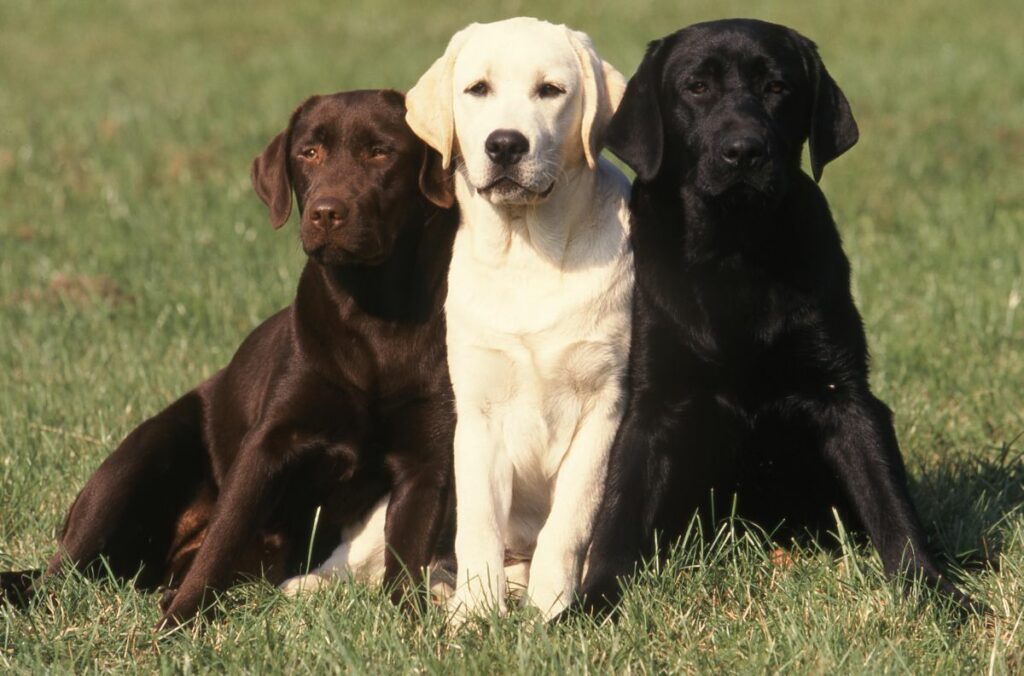 Labrador Retriever