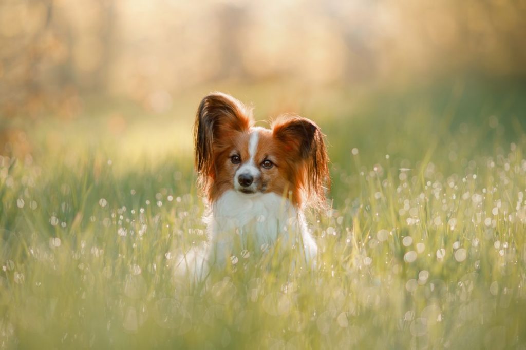 Papillon