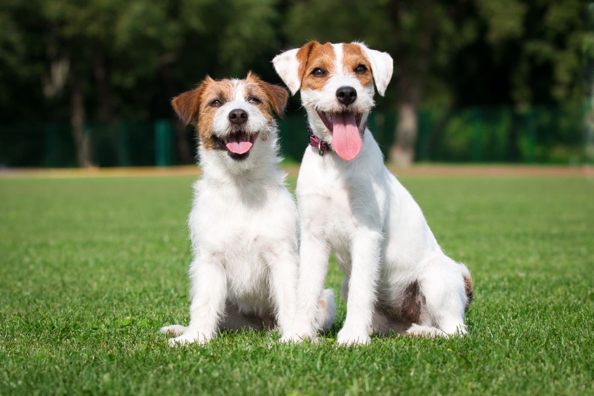 Parson en Jack russel terrier