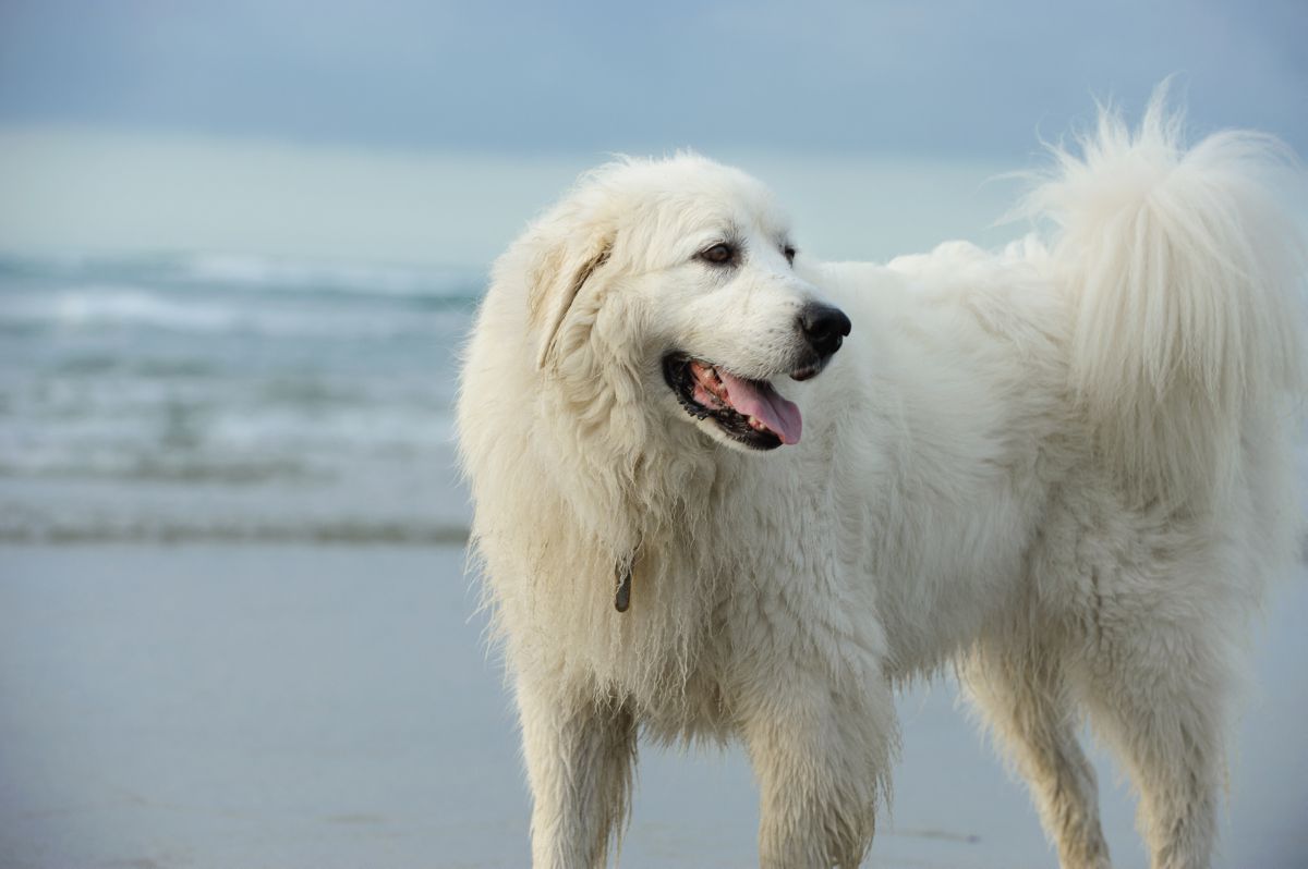 Pyreneese Berghond buiten