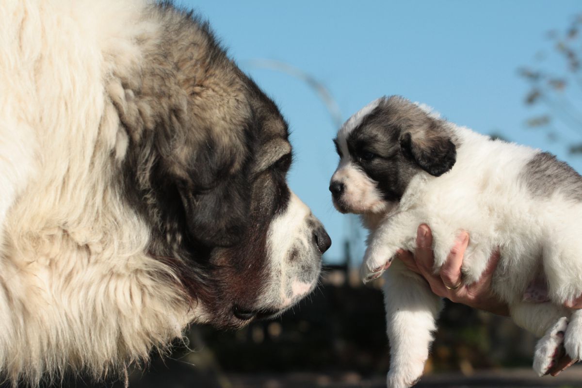 Pyreneese Mastiff met puppy