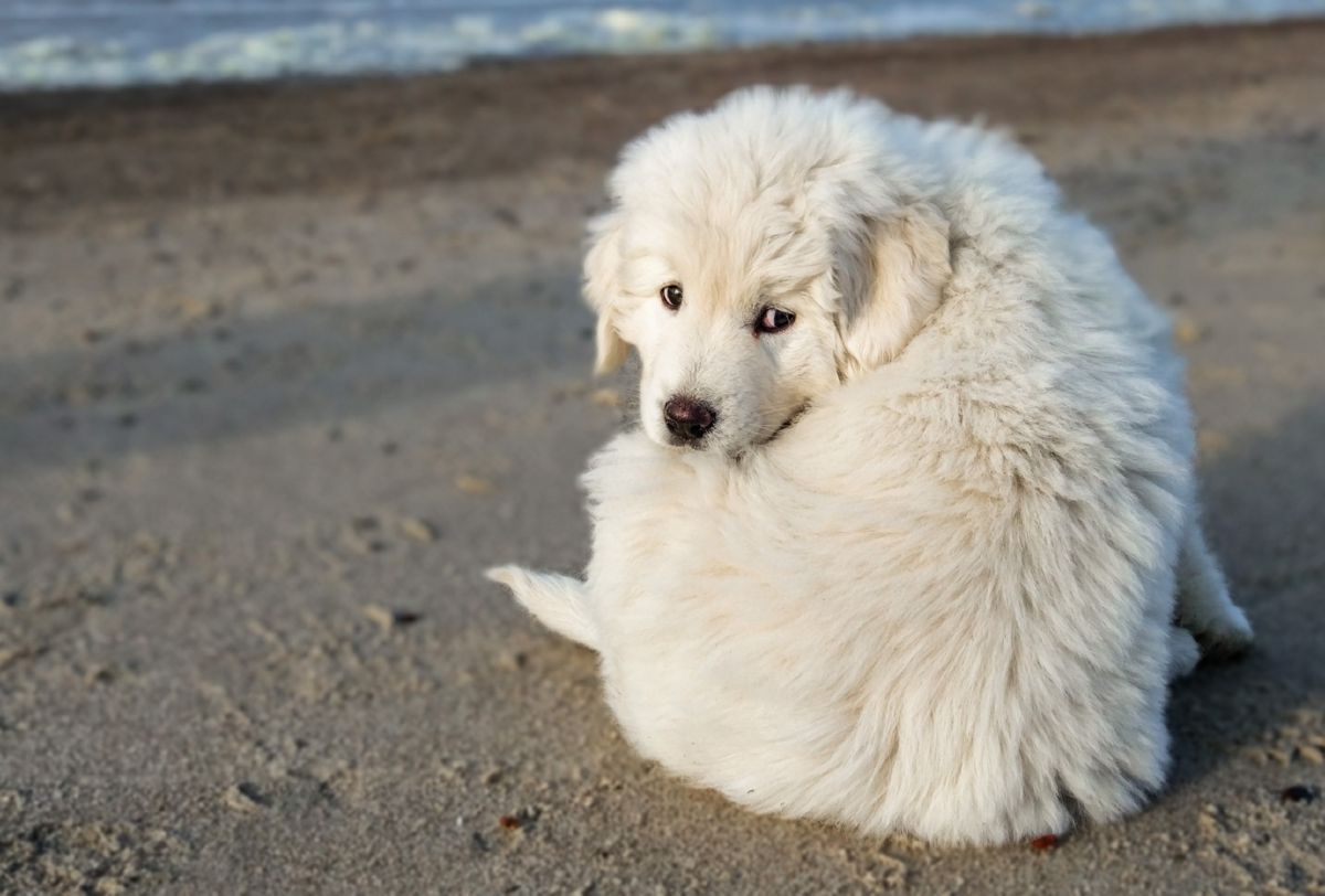 Tartrahond puppy buiten