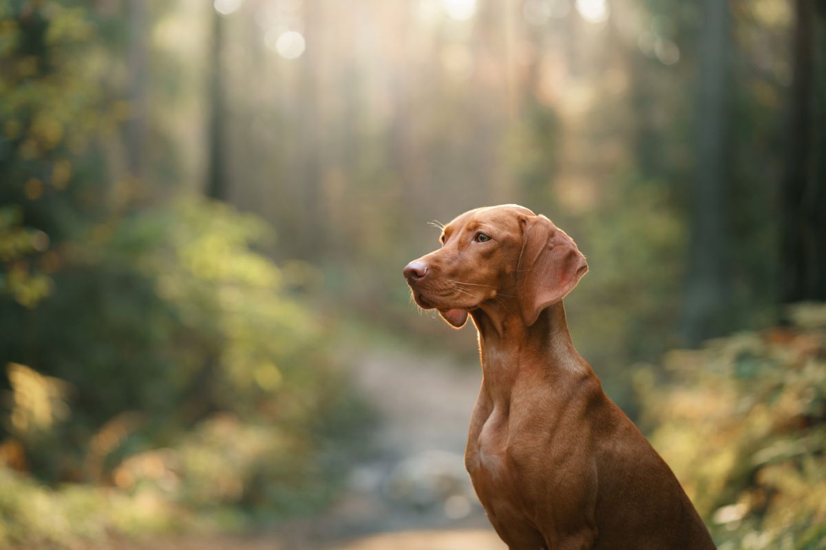 Vizsla