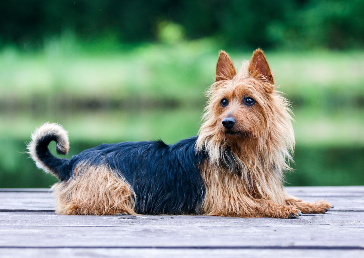 Australische terrier buiten
