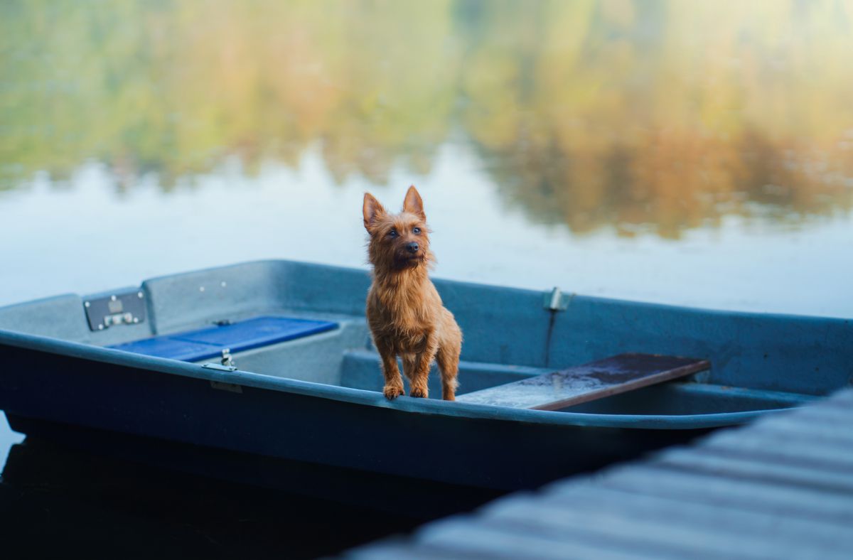 Australische terrier puppy