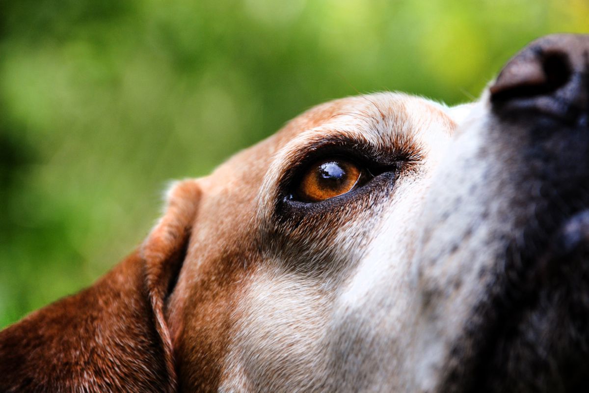 Portugese Pointer close-up