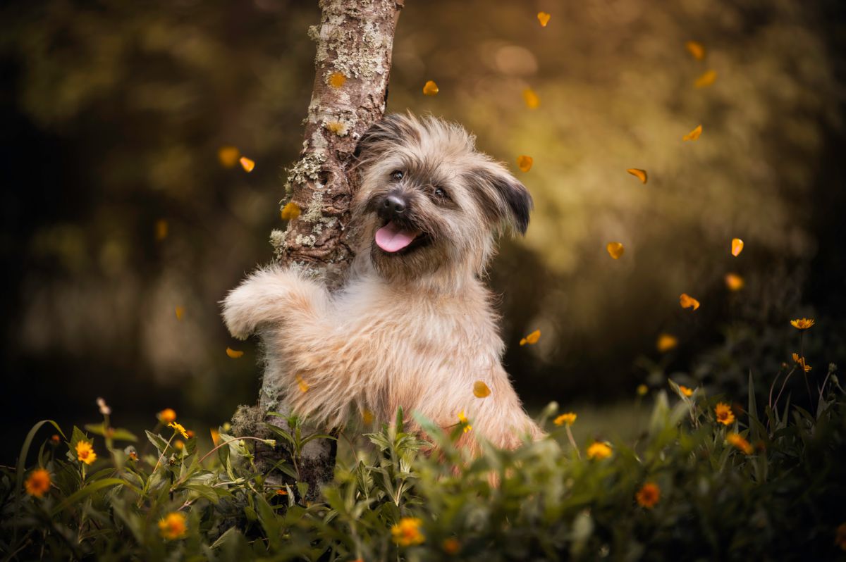 Pyreneese herder buiten