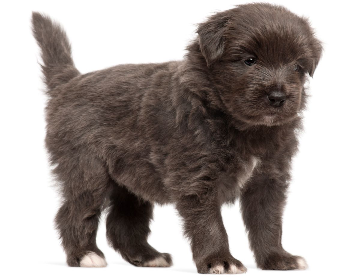 Pyreneese herder puppy