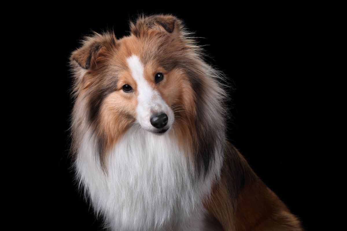 Sheltie close-up