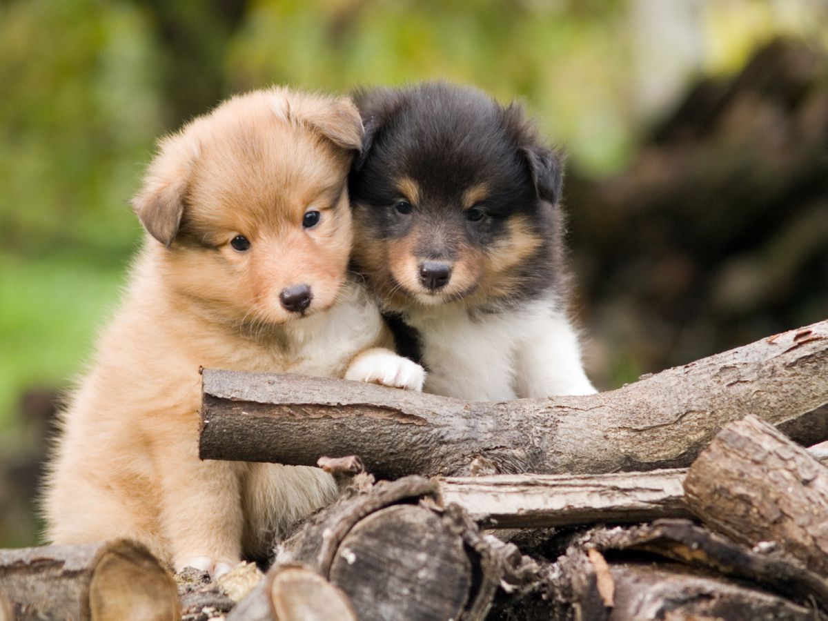 Sheltie puppy´s
