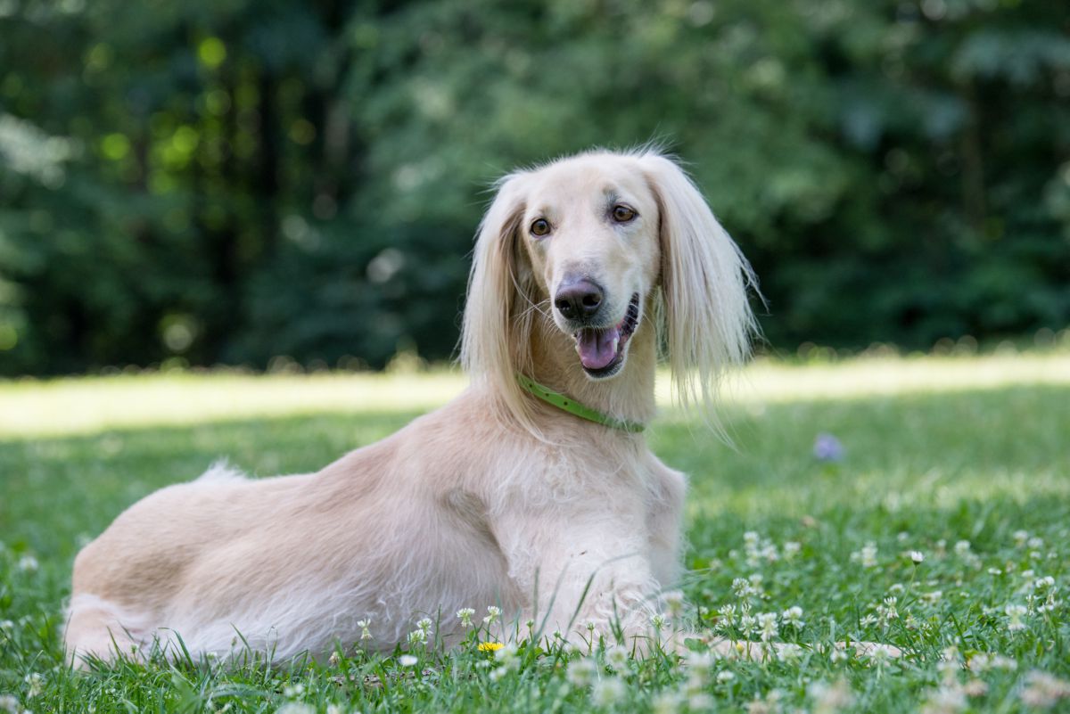 Taigan hond liggend