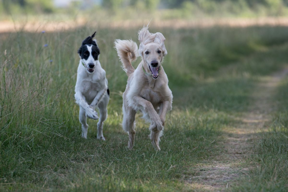 Twee Taigan honden