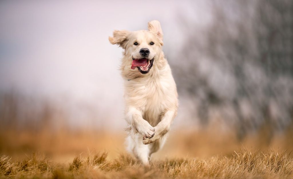 Vrolijke hond