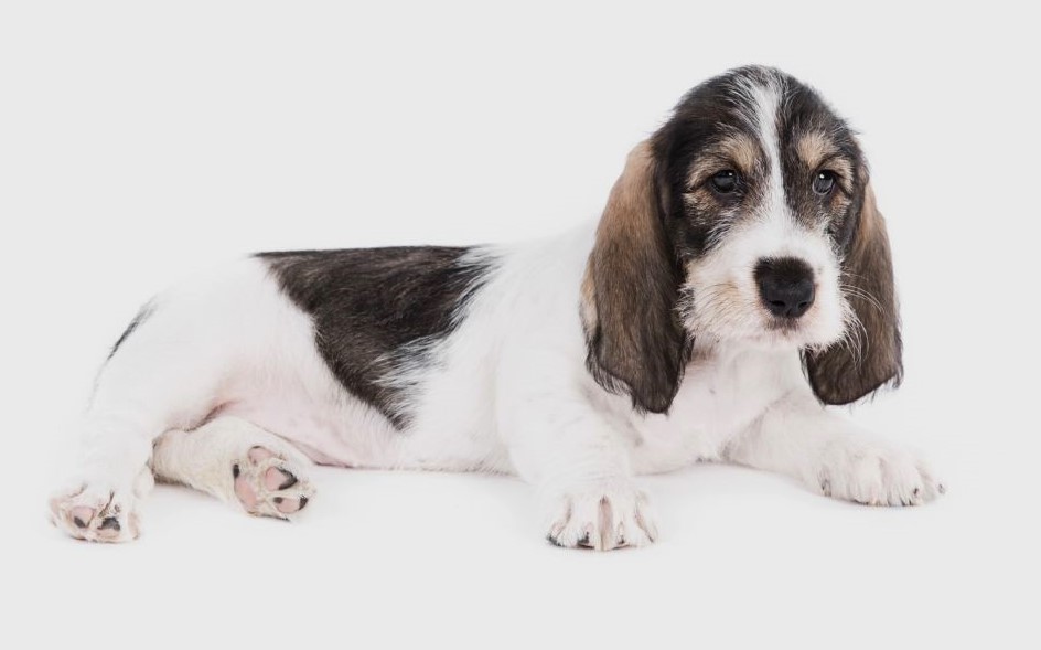 Grand Griffon Vendéen puppy