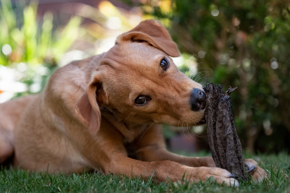 Podenco Canario puppy