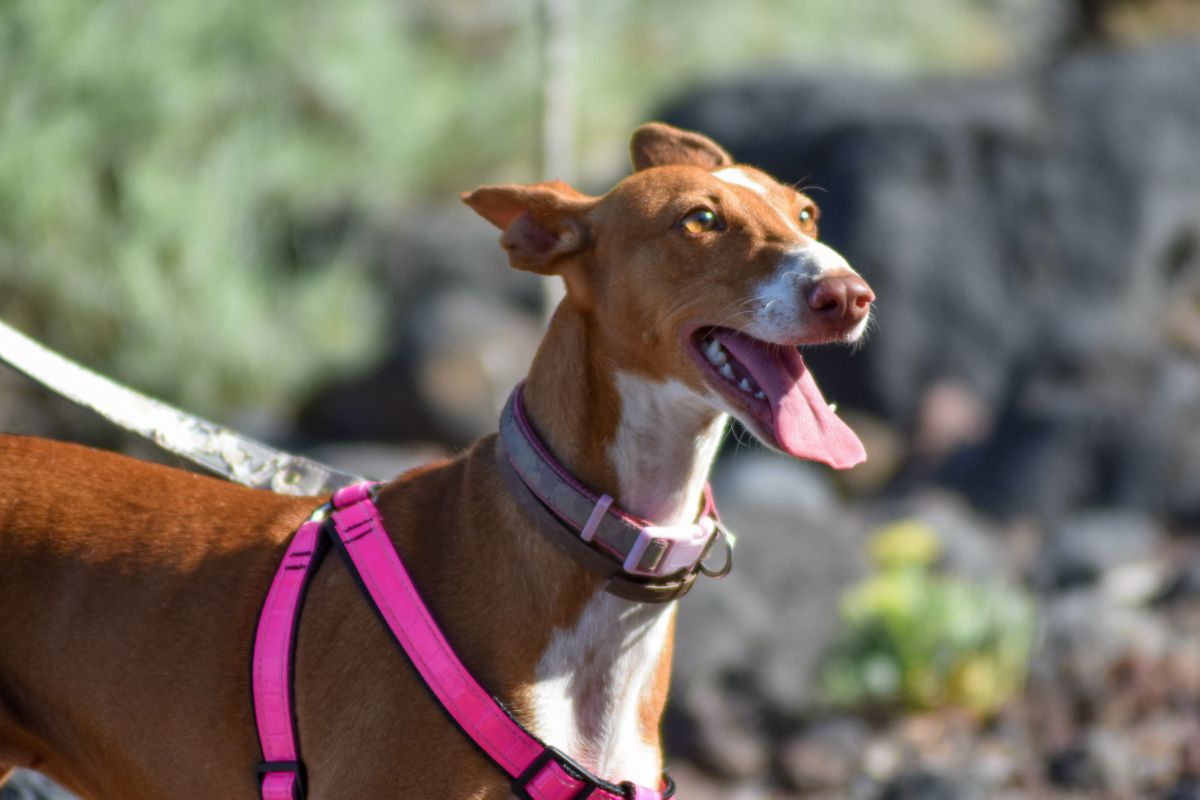 Podenco Canario
