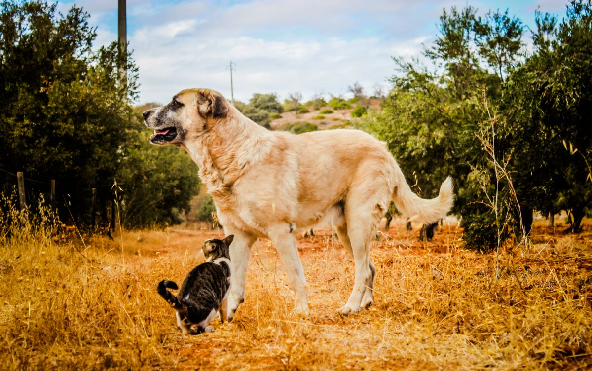 Rafeiro do Alentejo with cat