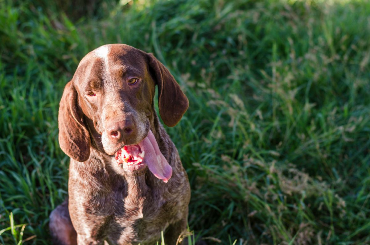 Spaanse Pointer