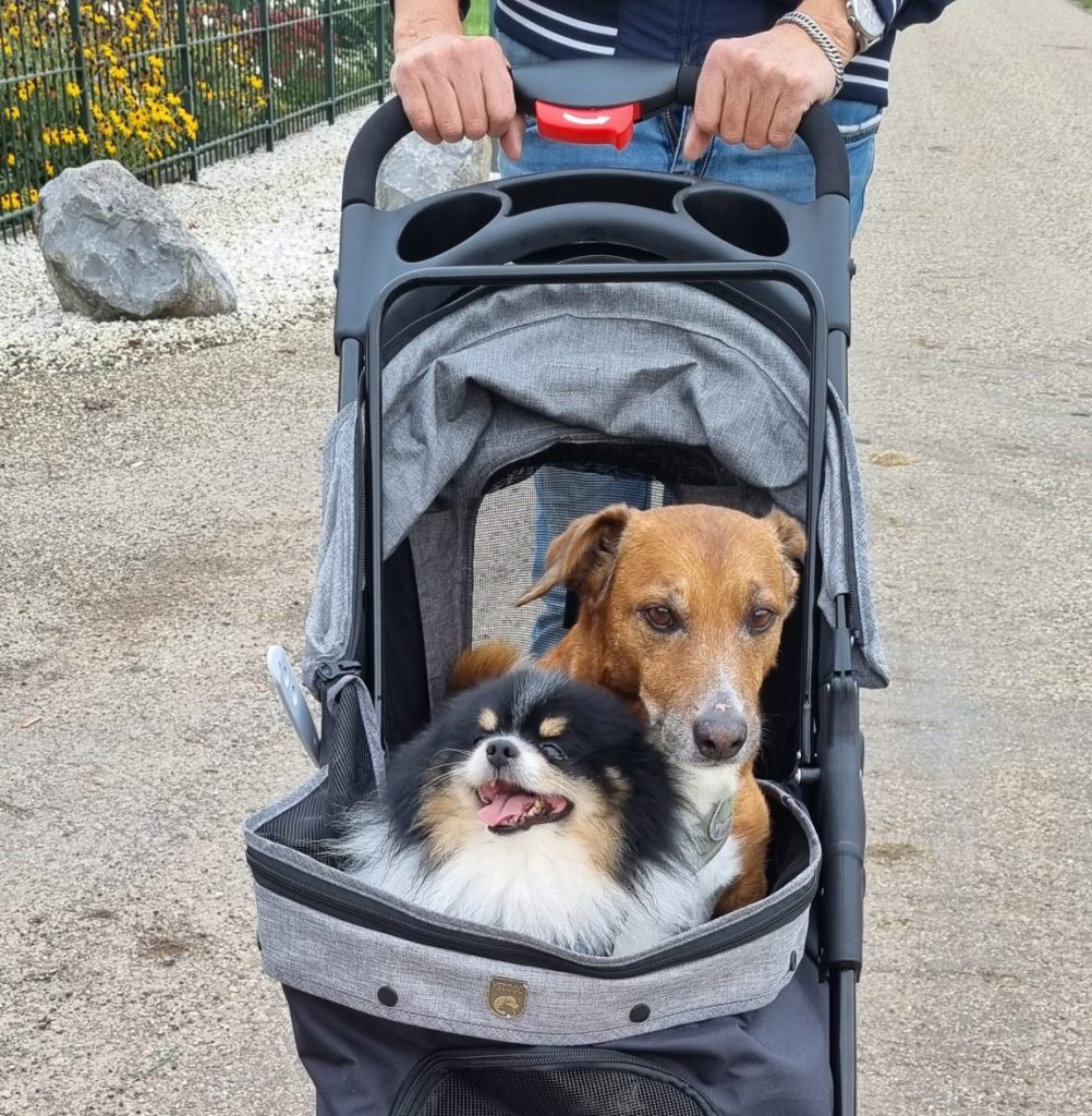 2 honden in hondenbuggy