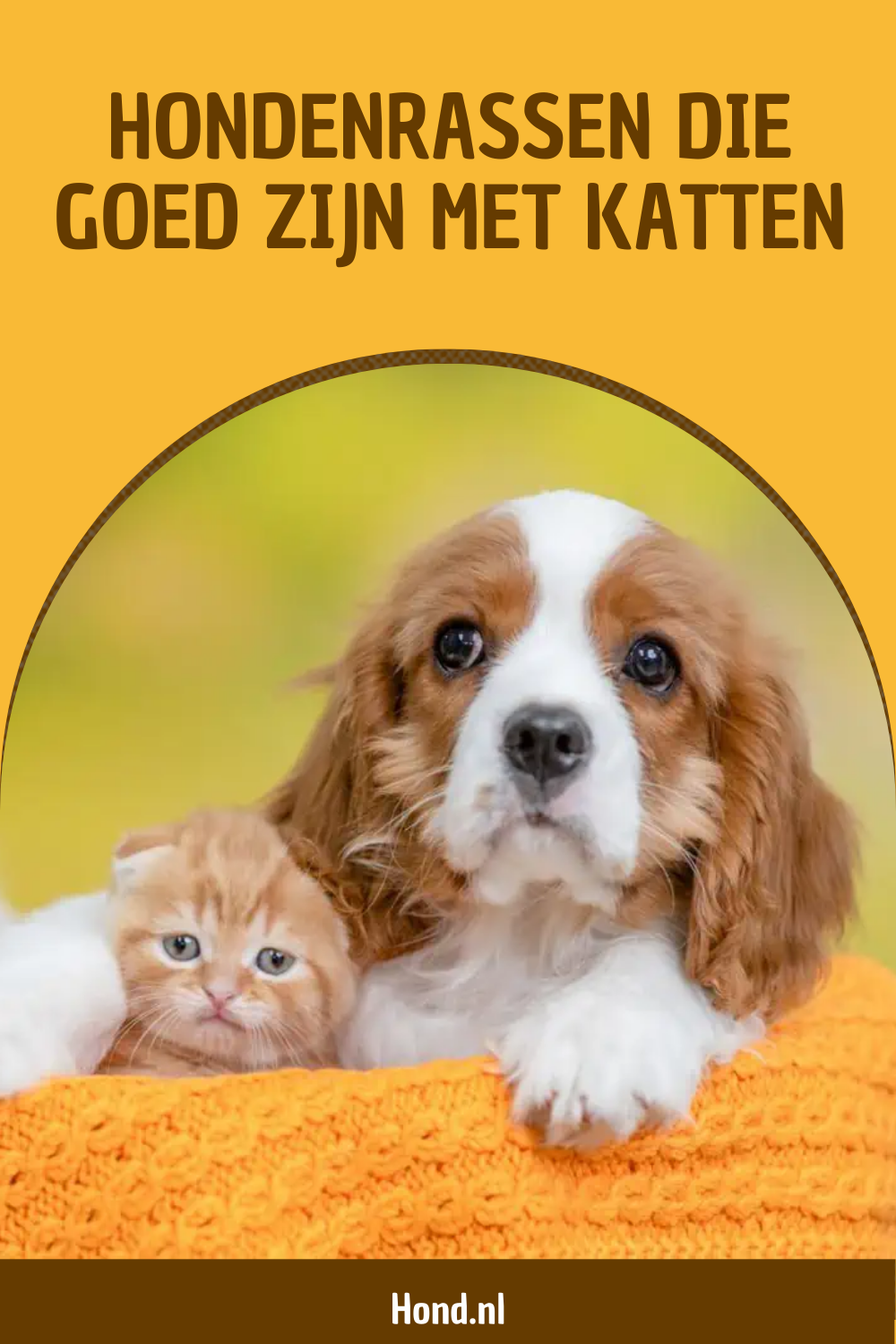 Hondenrassen met katten