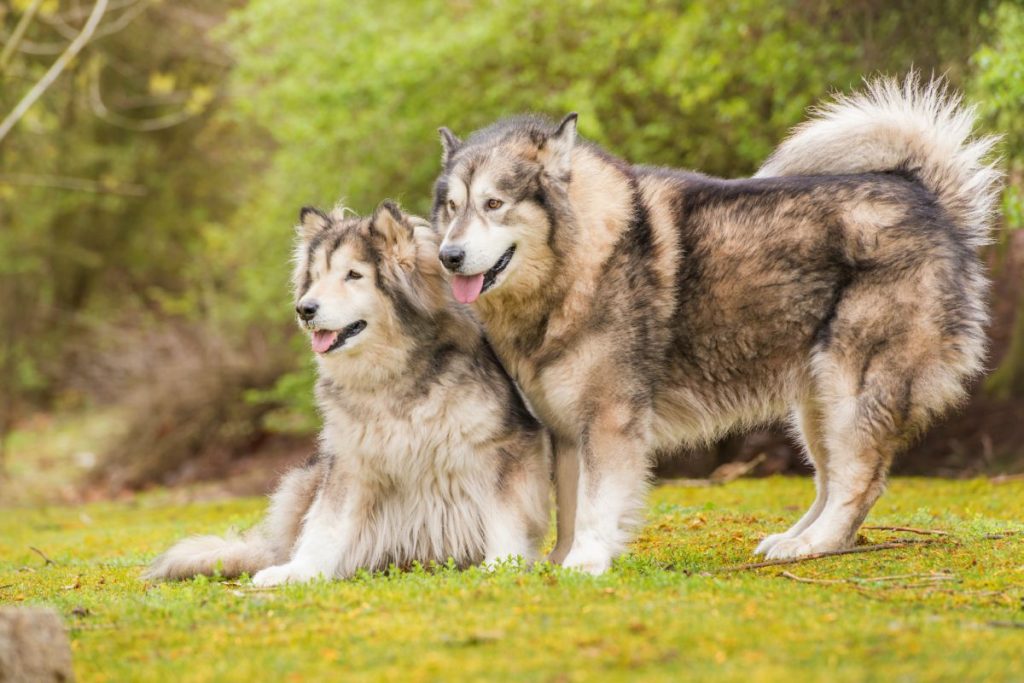 Alaska-malamute 