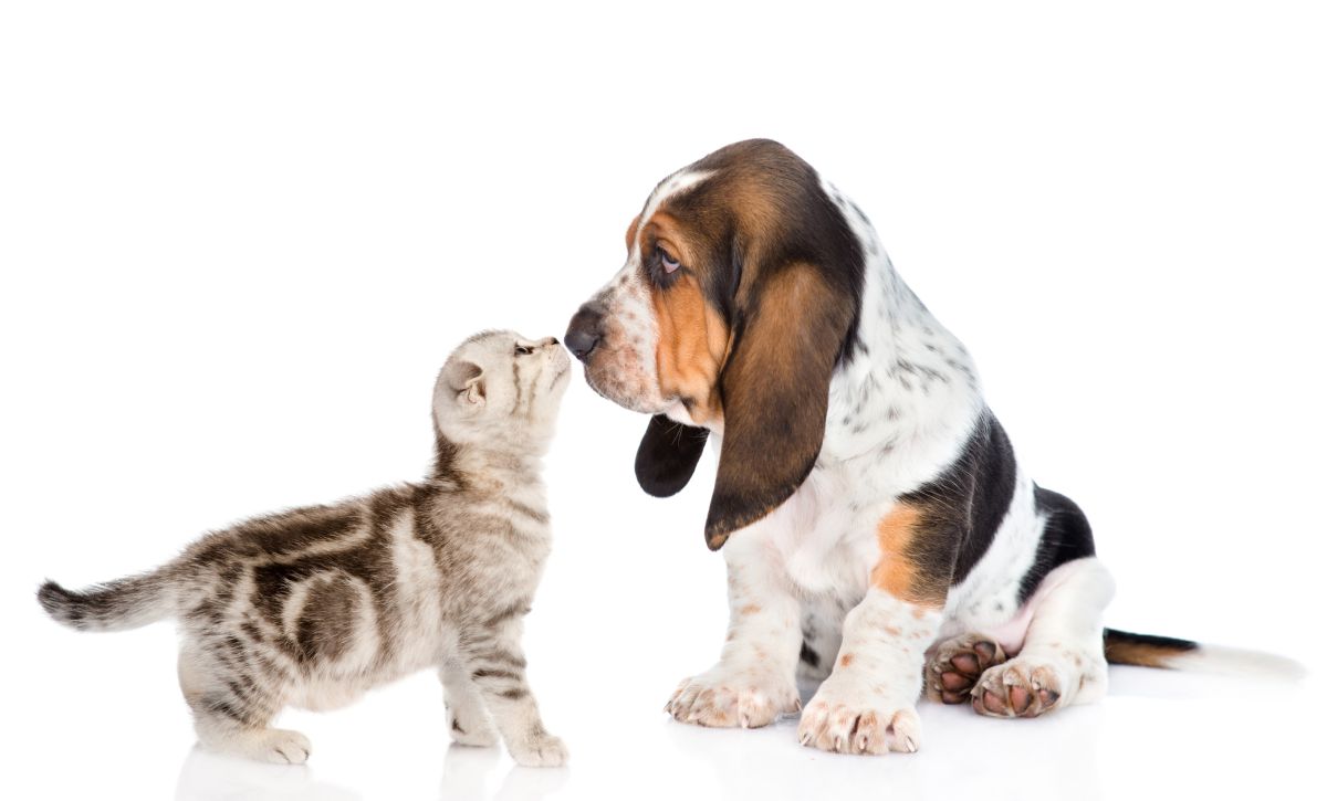 Basset hound with kitten