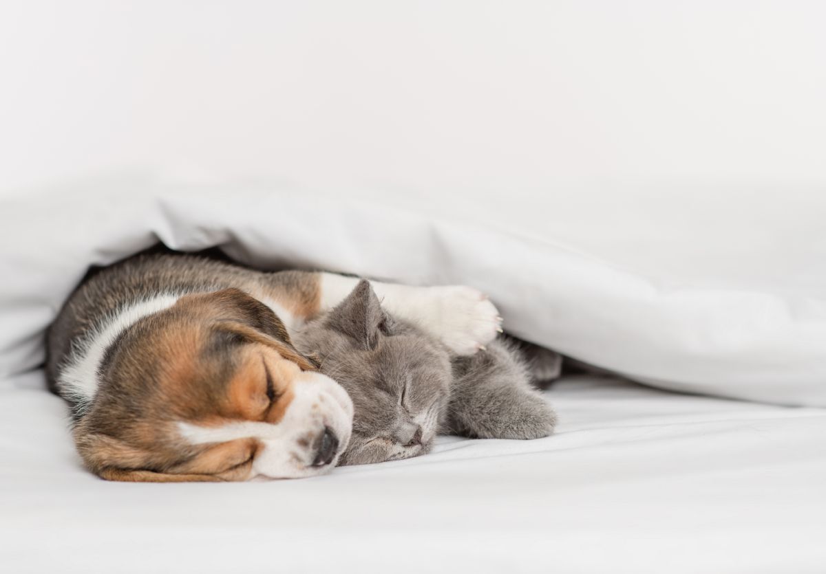 Beagle met kitten