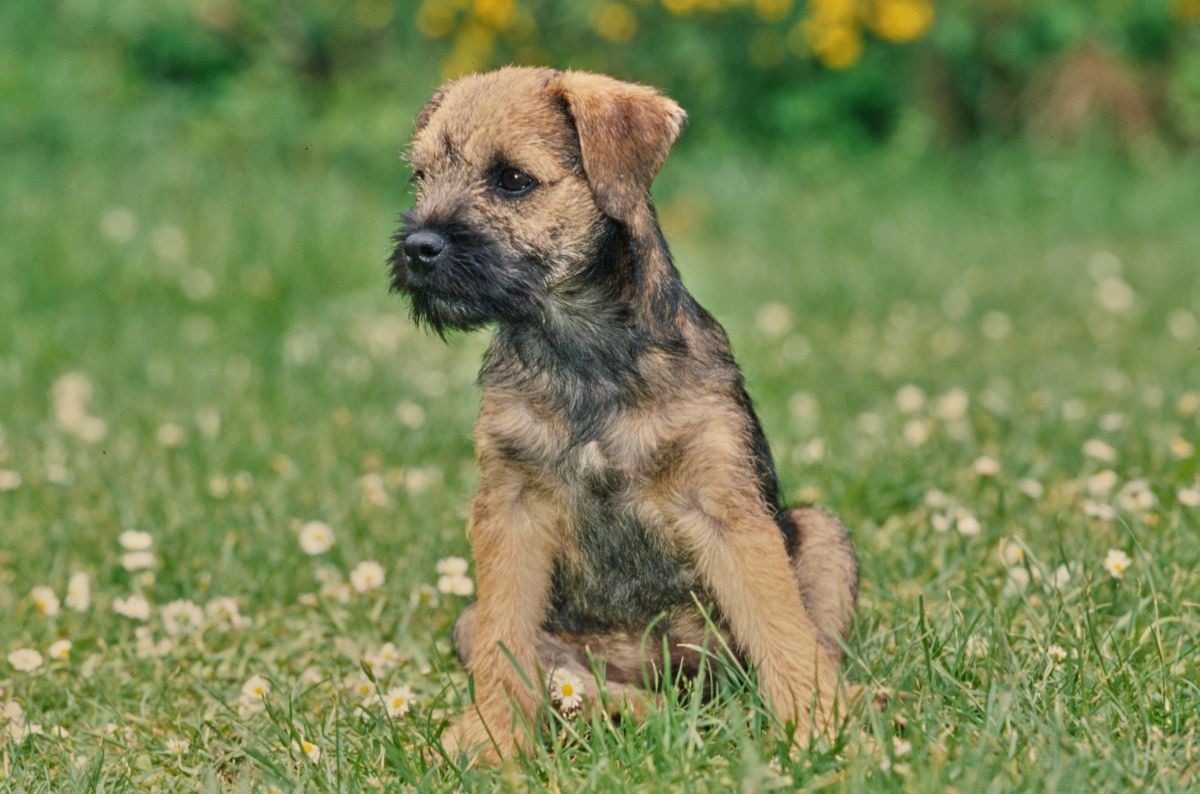 Border Terrier
