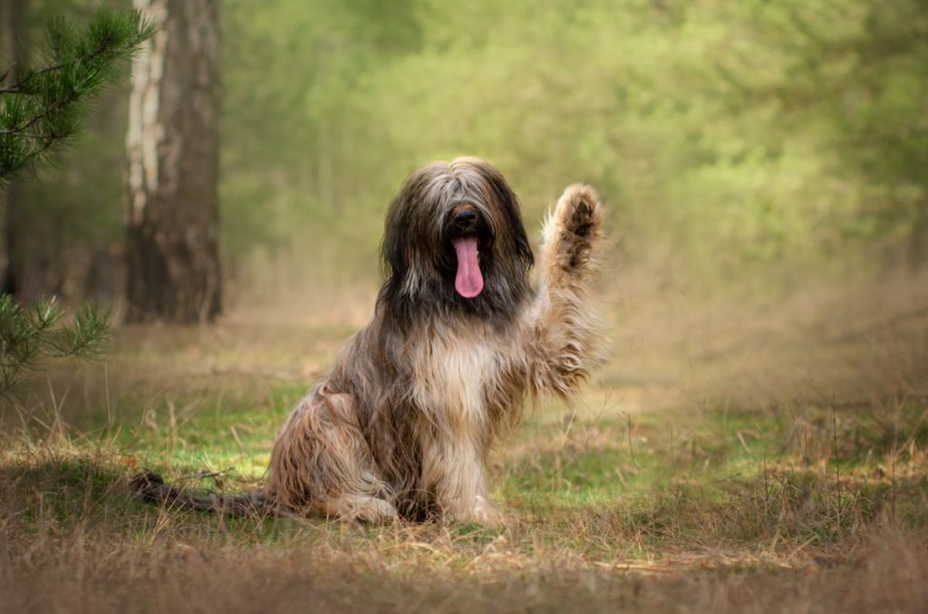 Briard