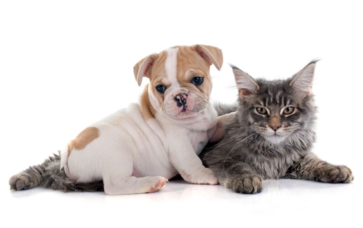 Bulldog met kat
