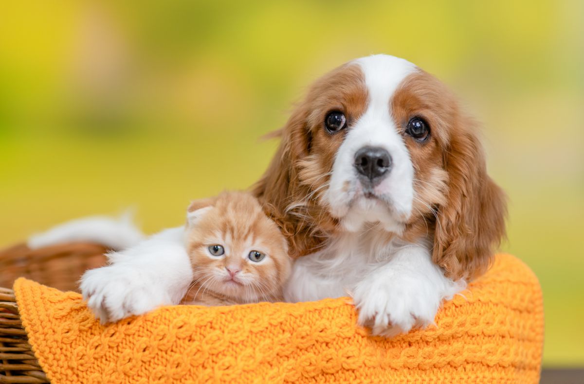 Cavalier King Charles Spaniël met kitten