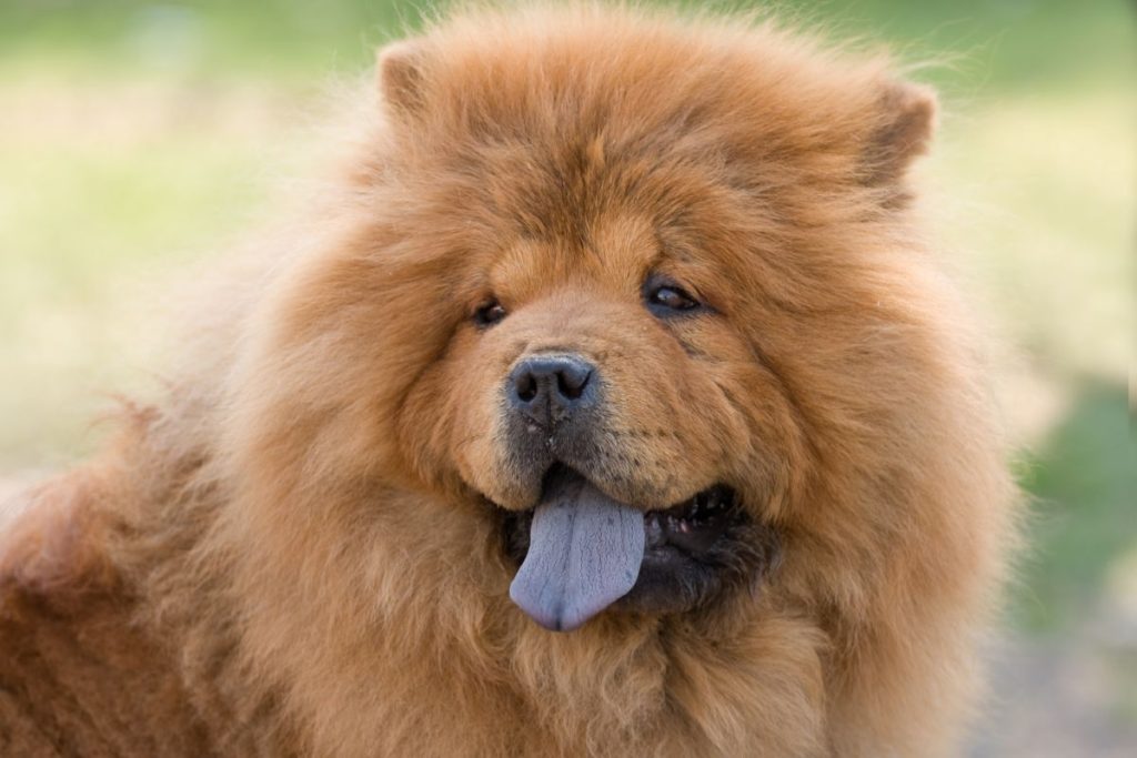 Chow Chow 