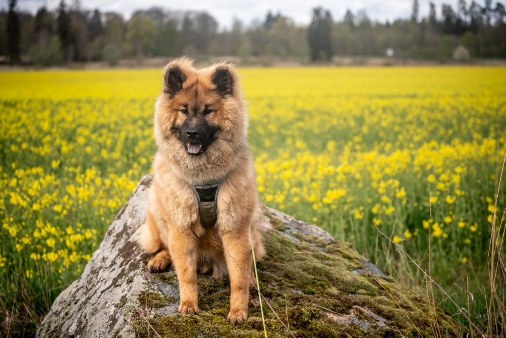 Eurasier