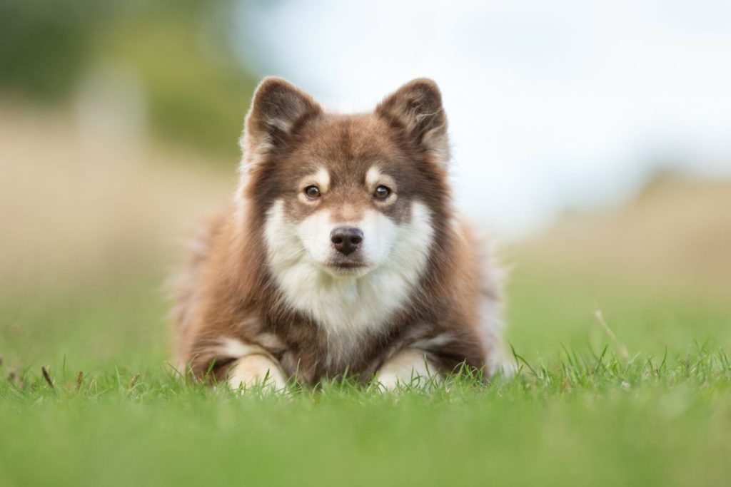 Finse lappenhond 