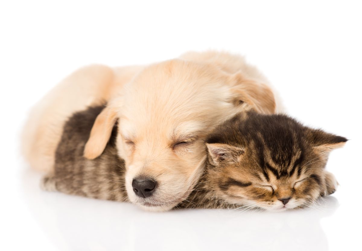Golden Retriever met kitten