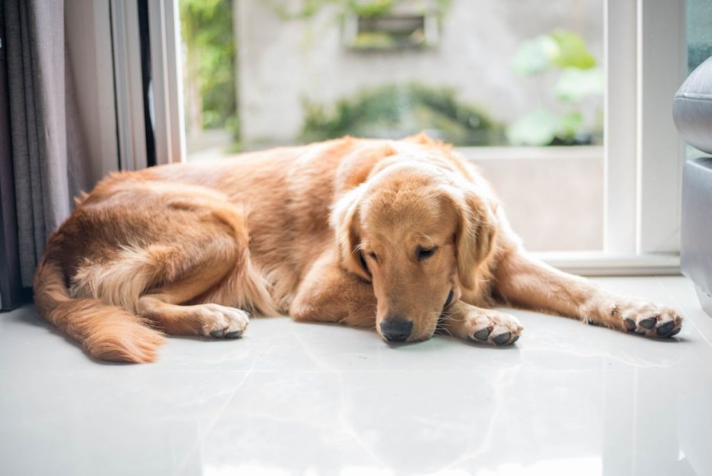 Hond depressie