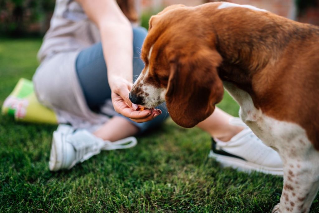 Honden snacks