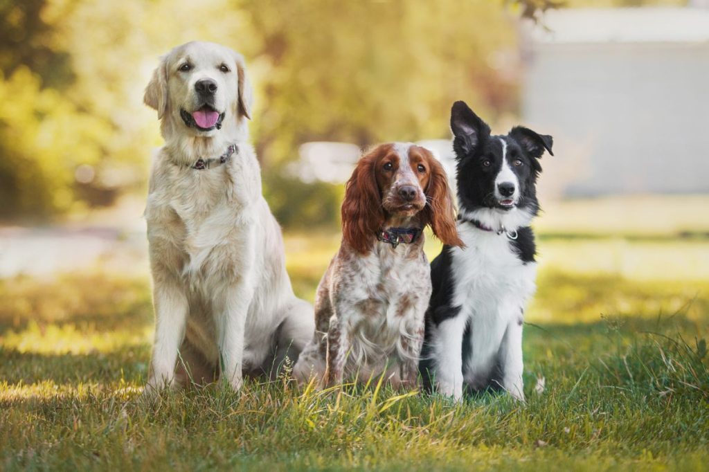 Honden spelen