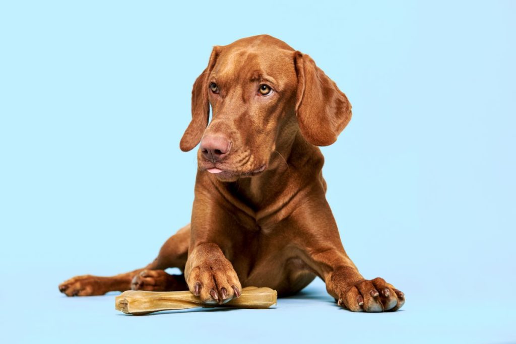 Kauwstaven hond