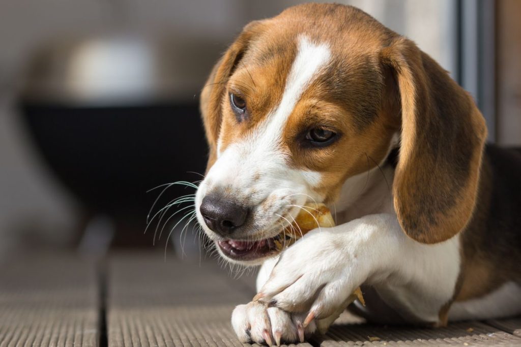 Kauwstaven voor honden