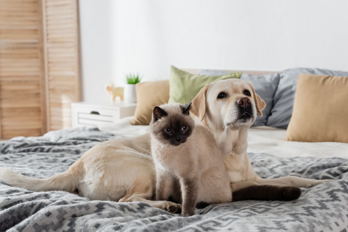 Labrador retriever