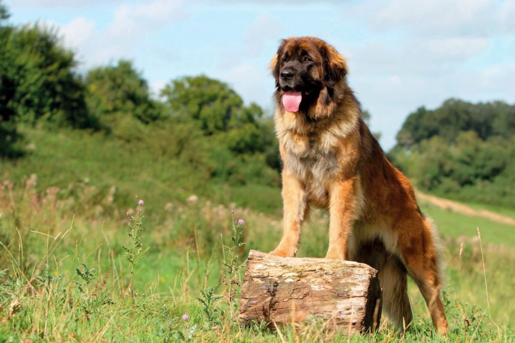 Leonberger 