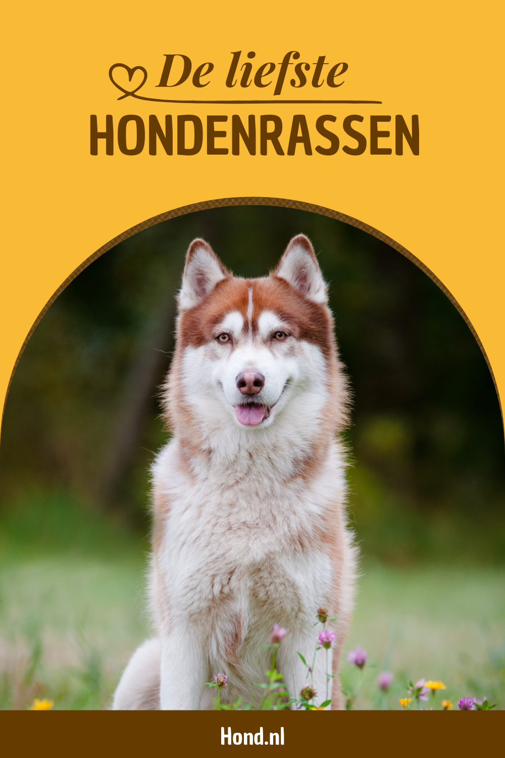 Liefste hondenrassen