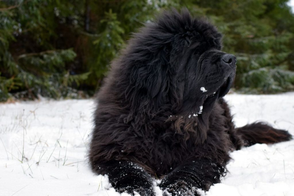 Newfoundlander